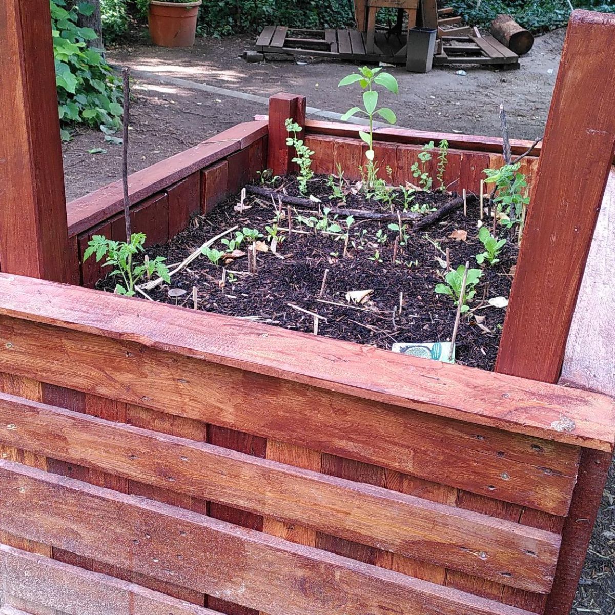 Holzbeet mit jungen Pflanzen im Neustadtgarten Mainz