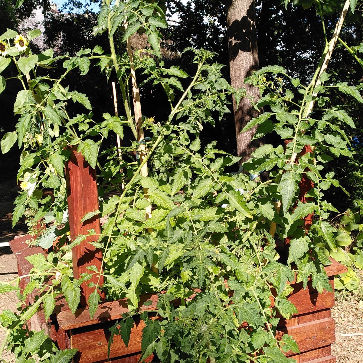 Tomatenpflanzen im BUNDjugend-Hochbeet