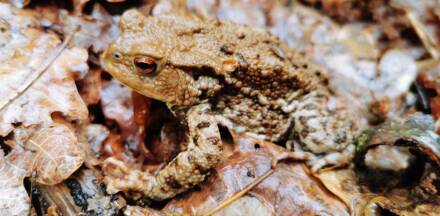 Kröte auf Herbstlaub nahaufnahme