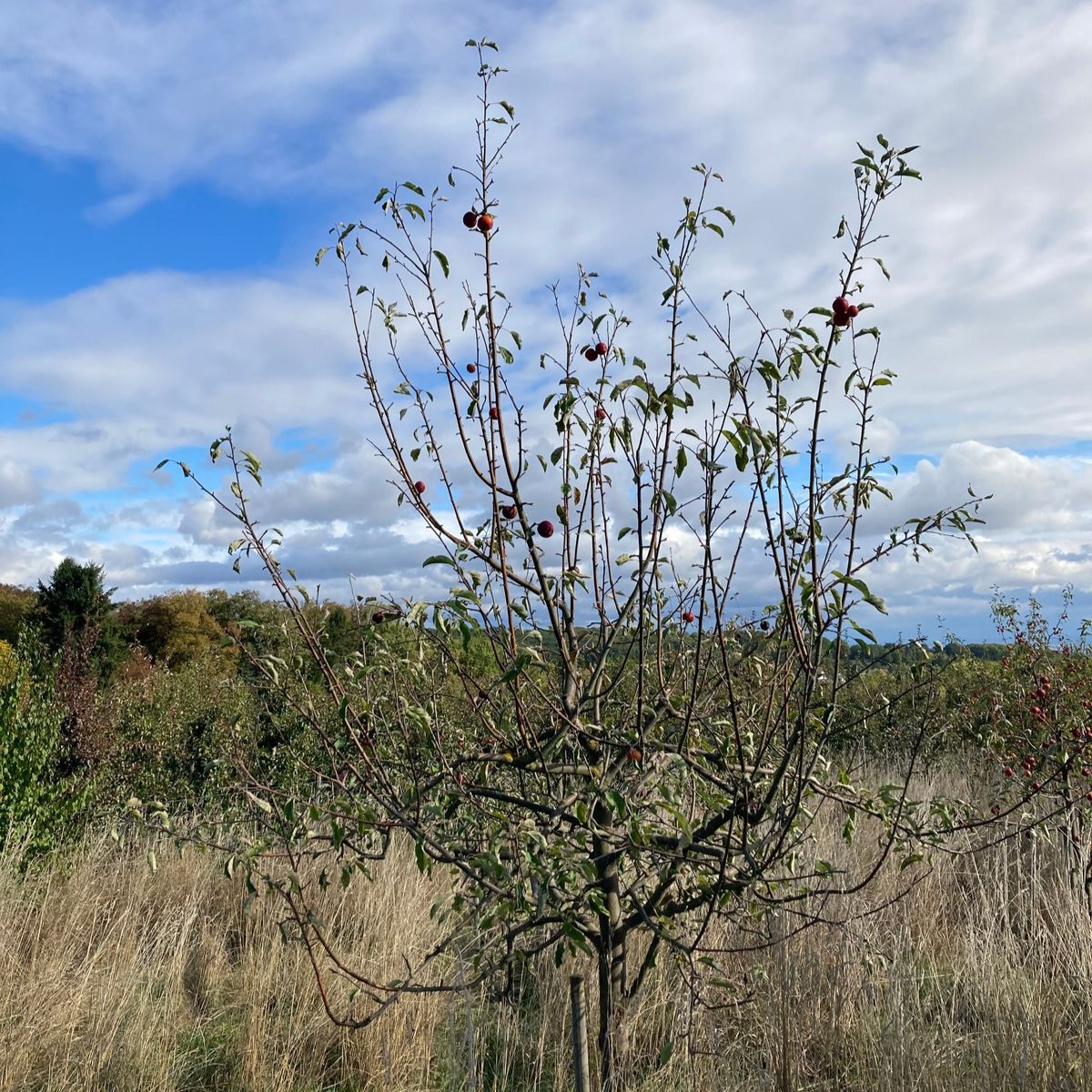 Foto von Baum mit Äpfeln