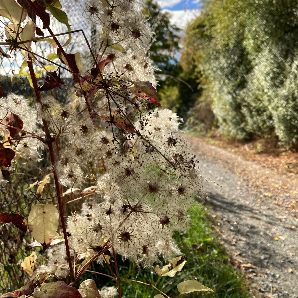 Foto von verblühter Clematis am Wegesrand