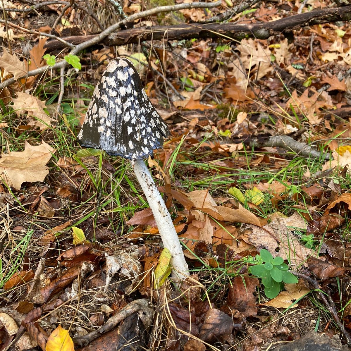 Foto von Spechttintling im Wald